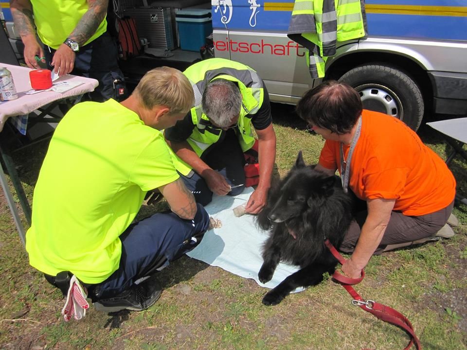 Mitglieder der Tierrettung versorgen einen Hund mit einem Verband